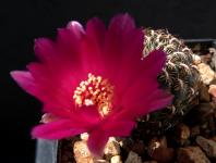 Thumbnail of 1894_Sulcorebutia augustinii x S. spec._20160514(1).JPG